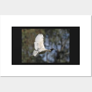 Australian White Ibis Flying #2, South Australia. Posters and Art